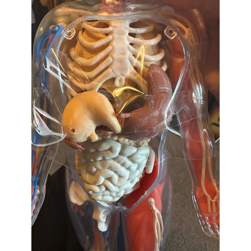 Human Body Model with Tray Removable Human Torso and Body‎ Parts